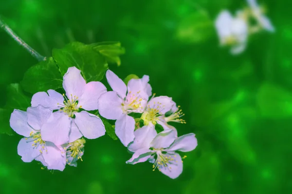 Blommande Grenkörsbär Ljusa Färgglada Vårblommor Vacker Natur — Stockfoto