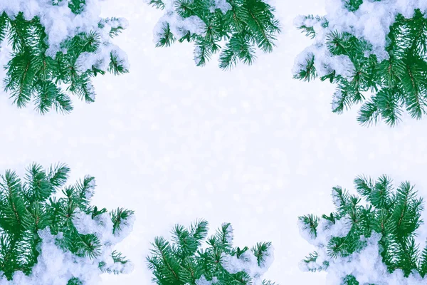 Bevroren Winterbos Met Besneeuwde Bomen Witte Dennenboom — Stockfoto