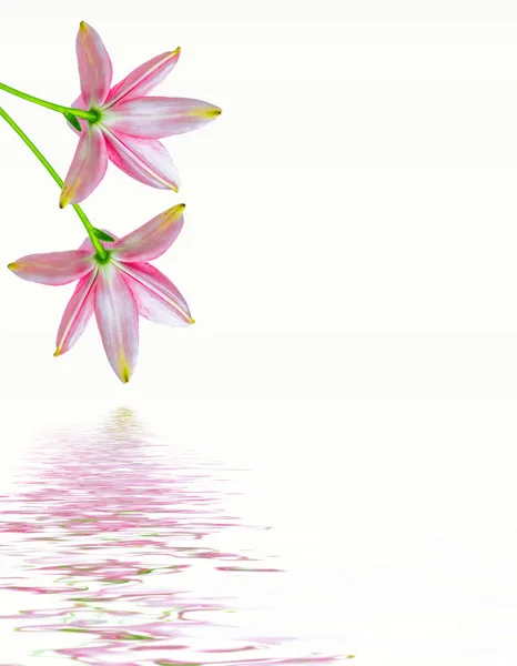 孤立在白色背景上的明亮百合花 — 图库照片