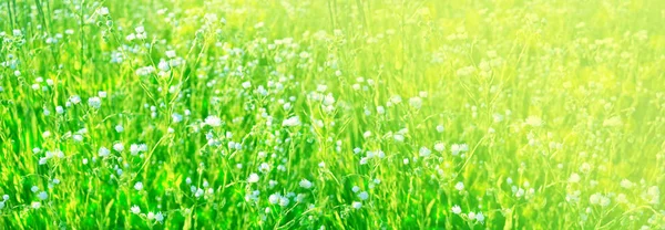 Verschwommen Weiße Helle Gänseblümchenblümchen Auf Einem Hintergrund Der Sommerlandschaft — Stockfoto