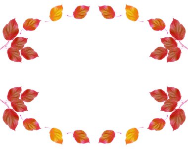 Beyaz bir arka plan üzerinde parlak sonbahar yaprak.