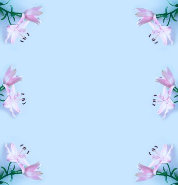 Parlak renkli lily çiçekler. Çiçek arka plan.