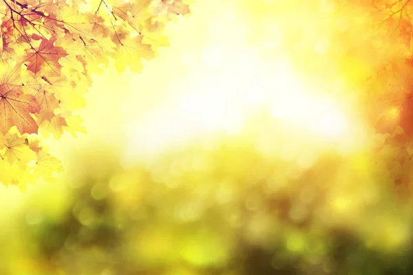 Herbstlandschaft Mit Leuchtend Bunten Blättern Indischer Sommer — Stockfoto