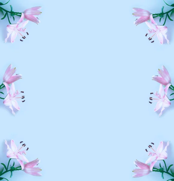 鲜艳的百合花 花卉背景 — 图库照片