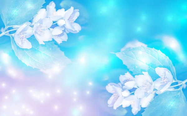 Beyaz Yasemin Narin Bahar Çiçekleri Dalları — Stok fotoğraf