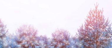 Karla kaplı ağaçlarla donuk kış ormanı.