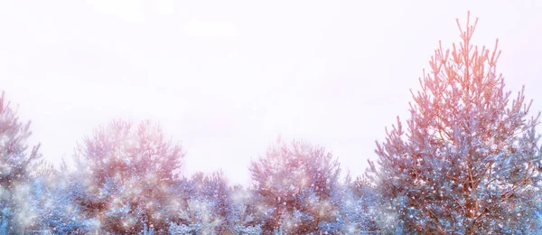 Karla kaplı ağaçlarla donuk kış ormanı.