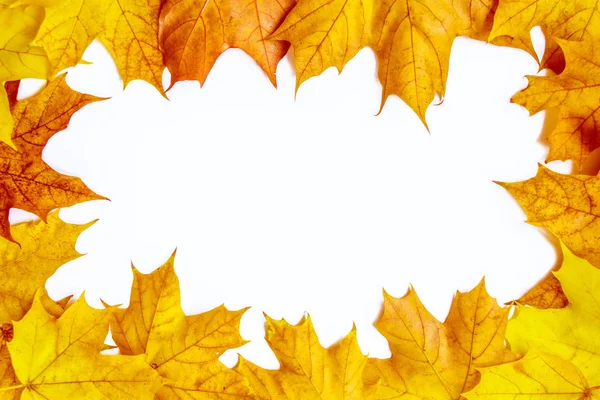 Bright Autumn Maple Leaf White Background — Stock Photo, Image