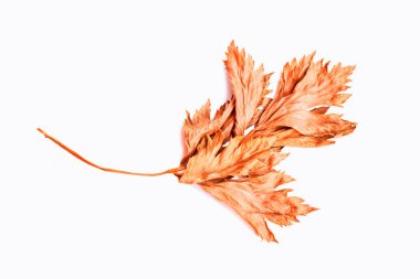 Beyaz arkaplanda parlak sonbahar akçaağaç yaprağı.