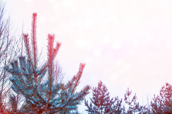 Floresta Inverno Congelada Com Árvores Cobertas Neve — Fotografia de Stock