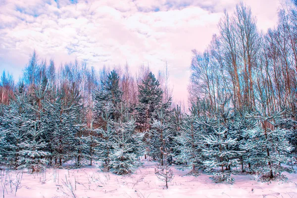 Floresta Inverno Congelada Com Árvores Cobertas Neve — Fotografia de Stock