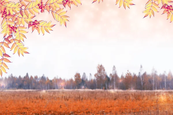 Herbstlandschaft Mit Leuchtend Bunten Blättern Indischer Sommer — Stockfoto