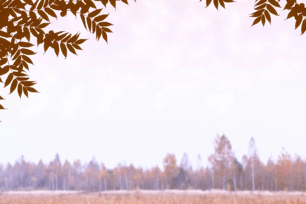 Herbstlandschaft Mit Leuchtend Bunten Blättern Indischer Sommer — Stockfoto