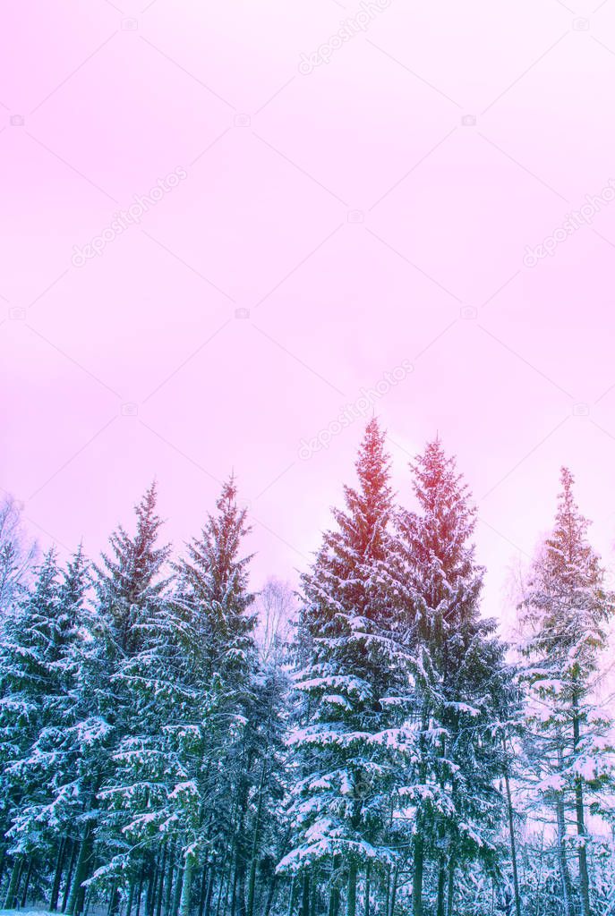 Frozen winter forest with snow covered trees.