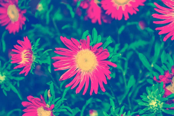Renkli Aster Çiçekler Doğal Çiçek Arka Plan Bulanık — Stok fotoğraf