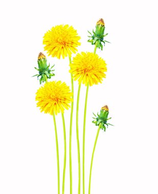 Kabarık karahindiba çiçeği beyaz arkaplanda izole edilmiş..