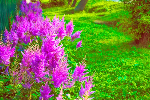 Яркие Красочные Цветы Астильба — стоковое фото