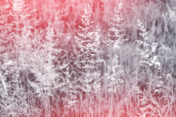Verschwommenes Bild Von Gras Sommer Bunte Abstrakte Hintergrund — Stockfoto