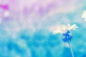 Картина, постер, плакат, фотообои "fluffy dandelion flower against the background of the summer landscape.", артикул 203754672