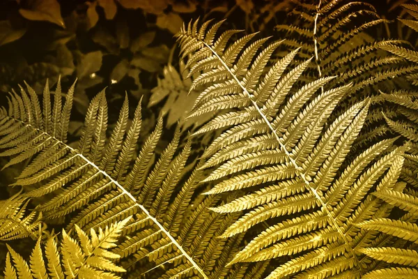 Feuilles Fougère Sur Fond Paysage Estival — Photo