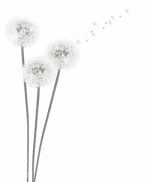 白い背景に孤立したふわふわのタンポポの花 — ストック写真