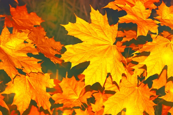 Herbstlandschaft Mit Leuchtend Bunten Blättern Indischer Sommer — Stockfoto