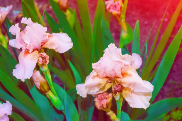 春の風景の背景に明るいカラフルな菖蒲の花 — ストック写真