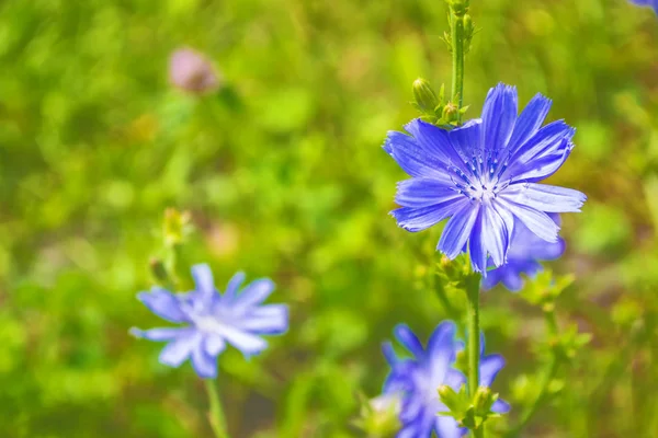 Ljusa Blommor Cikoria Bakgrunden Sommarlandskapet — Stockfoto