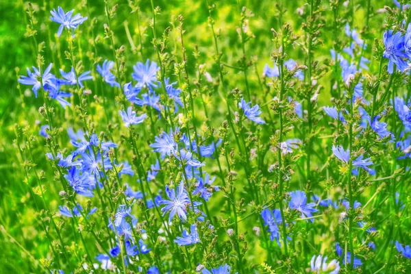 Leuchtende Chicorée Blüten Auf Dem Hintergrund Der Sommerlandschaft — Stockfoto