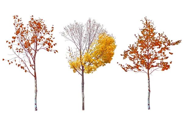 Arbres Solitaires Avec Des Feuilles Brillantes Isolées Sur Fond Blanc — Photo