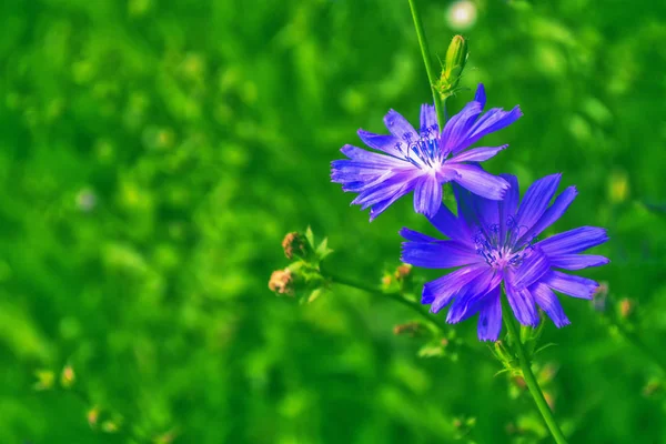 Yaz manzarasının arka planında parlak hindiba çiçekleri.