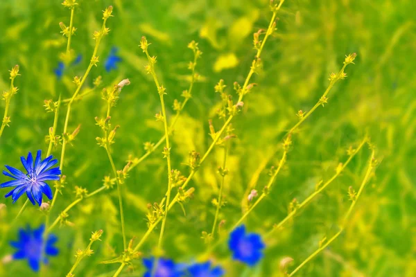 Bright Flowers Chicory Background Summer Landscape — Stock Photo, Image