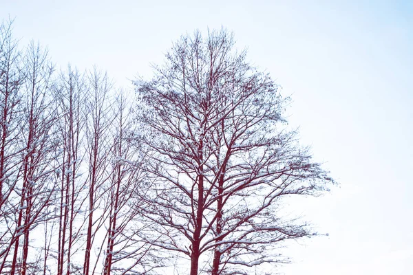 Karla kaplı ağaçlarla donuk kış ormanı.