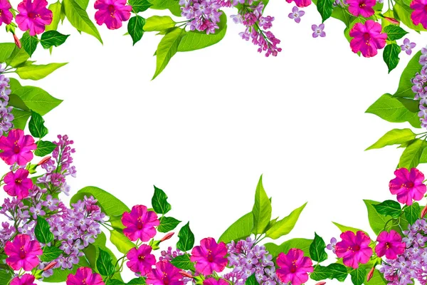 bahar çiçekleri beyaz arkaplanda yalıtılmış leylak. 