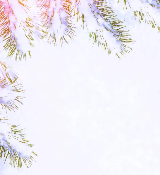 Заморожений Зимовий Ліс Засніженими Деревами Хвойна Гілка — стокове фото
