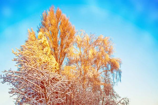 Forêt Hiver Gelée Avec Arbres Enneigés — Photo