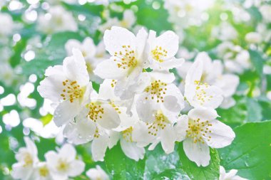 Beyaz yasemin. Narin bahar çiçekleri dalları