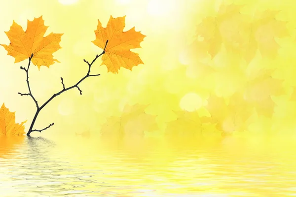 Syksyllä Maisema Kirkkaan Värikkäitä Lehtiä Intian Kesä — kuvapankkivalokuva