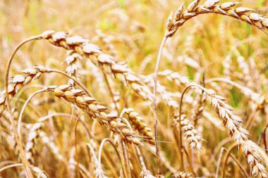 Arka plan bulanık. Alan. Arkaplanda buğday dalları Yaz manzarası 