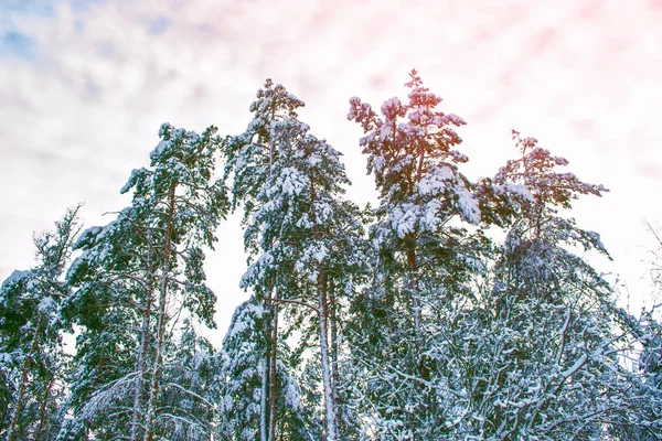 Fryst Vinterskog Med Snötäckta Träd — Stockfoto