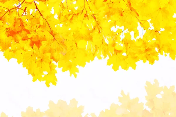 Bright Autumn Maple Leaf White Background — Stock Photo, Image