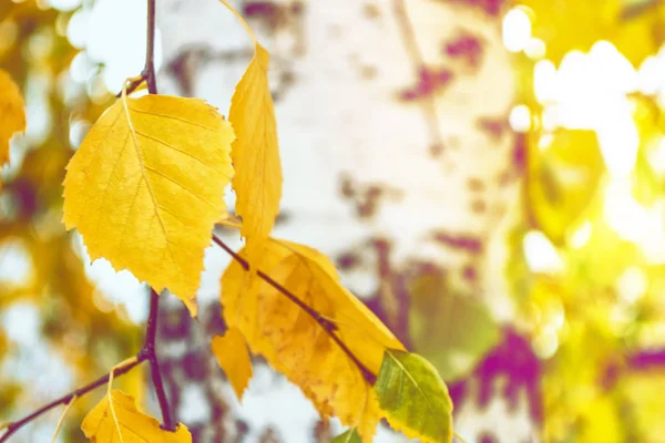 Sonbahar Manzara Ile Parlak Renkli Yaprak Pastırma Yazı — Stok fotoğraf