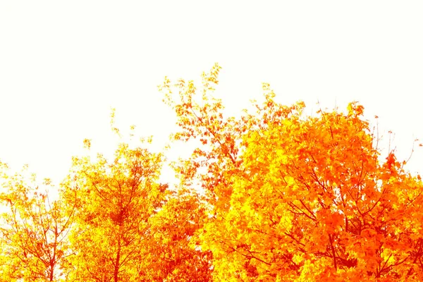 Blurred Background Bright Colorful Autumn Leaves — Stock Photo, Image