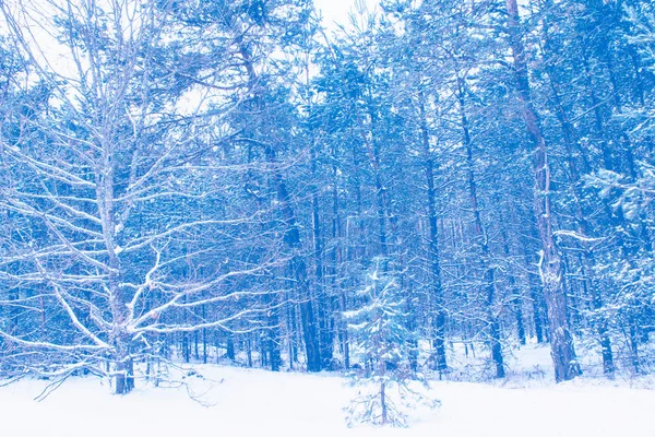 Fryst Vinterskog Med Snötäckta Träd — Stockfoto