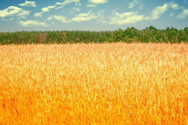 Размытое Прошлое Поле Колоски Пшеницы Фоне Летнего Пейзажа — стоковое фото