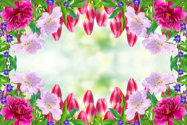 Flores Brillantes Coloridas Tulipanes Fondo Del Paisaje Primavera — Foto de Stock