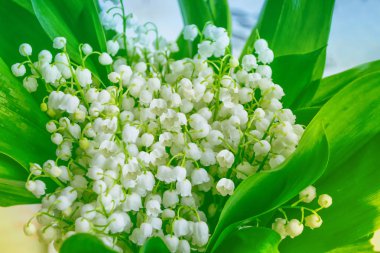 Bahar manzarası. çiçekleri vadideki zambak
