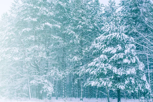 Floresta Inverno Congelada Com Árvores Cobertas Neve — Fotografia de Stock