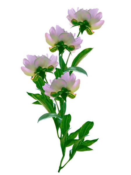 Beyaz Arkaplanda Izole Edilmiş Renkli Parlak Çiçek Şakayığı — Stok fotoğraf