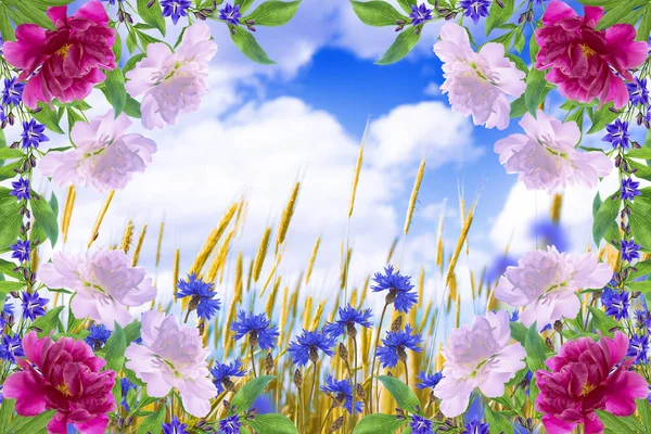 Campo Aciano Flores Azules Sobre Fondo Del Paisaje Verano — Foto de Stock